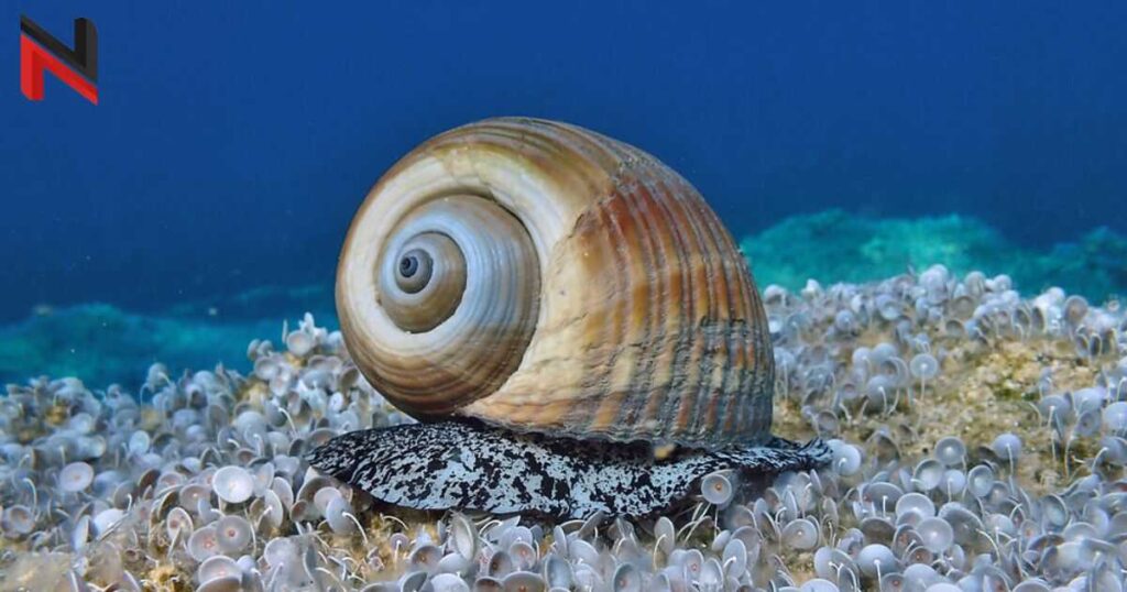 Sea Snail Names with Meaning