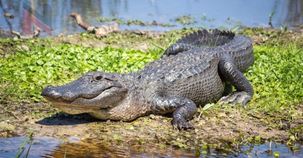 Best Alligator Names with Meaning