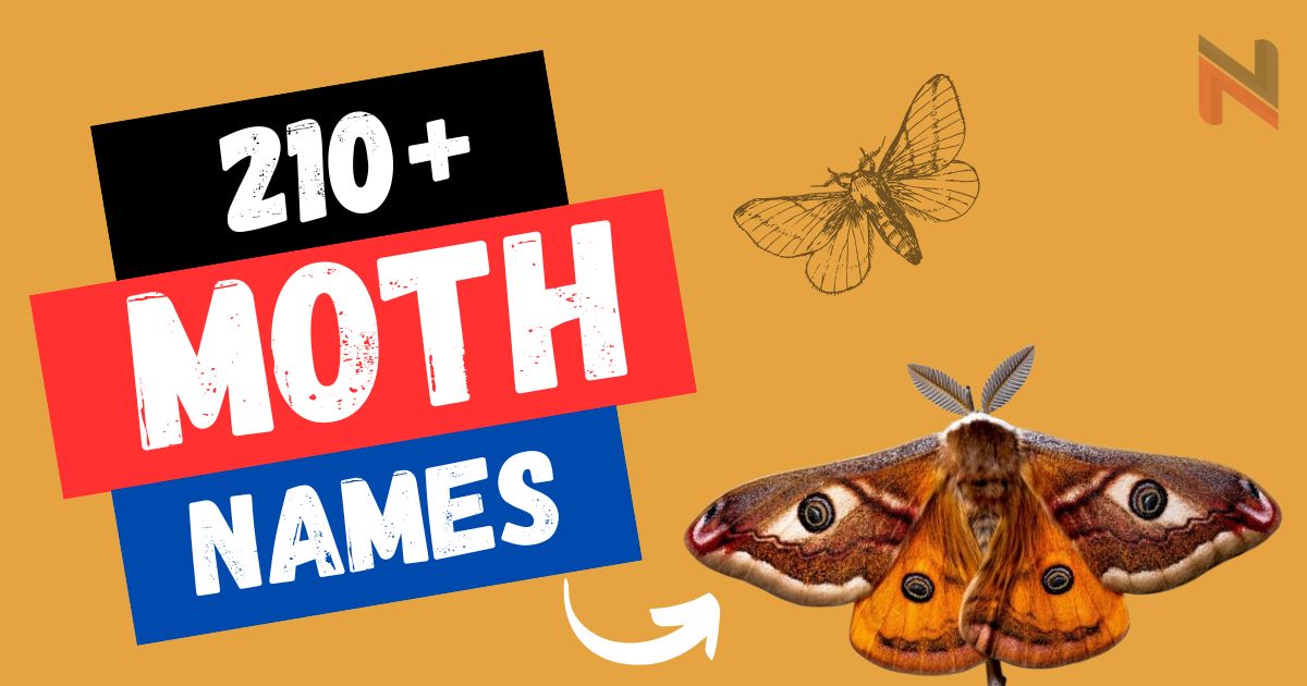 210+ Moth Names with Meanings