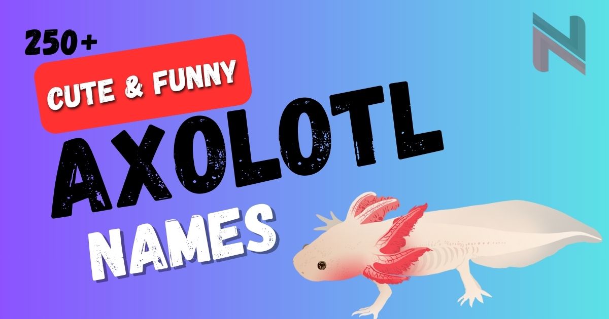 250+ Axolotl Names Cute & Funny Ideas