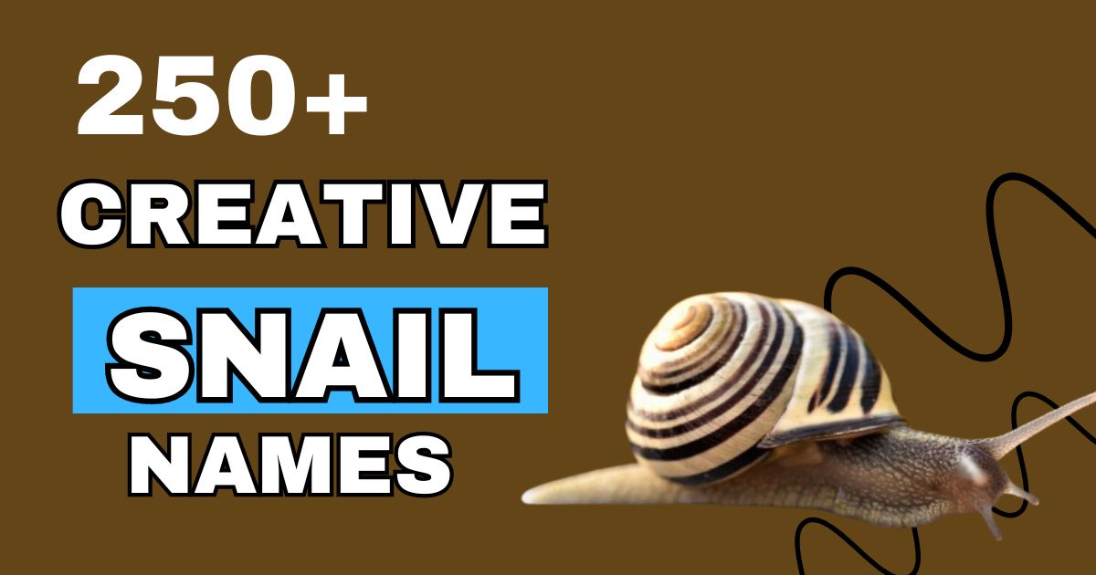 250+ creative snail names