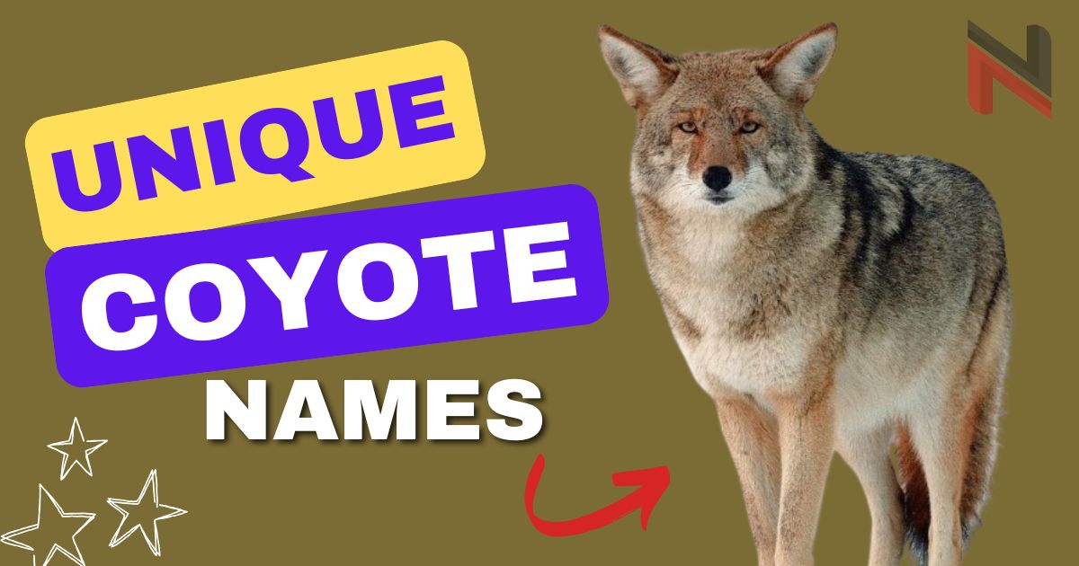 290+ Unique Coyote Names [Cool & Meaningful Ideas]