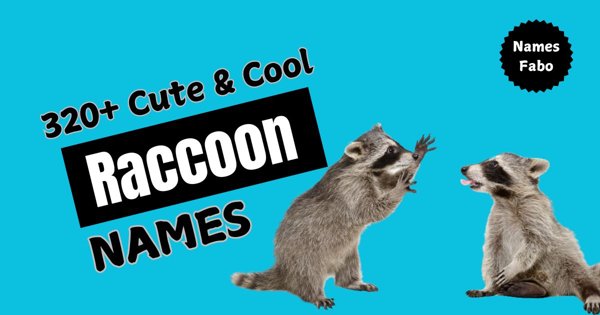 340+ Cute & Cool Raccoon Names