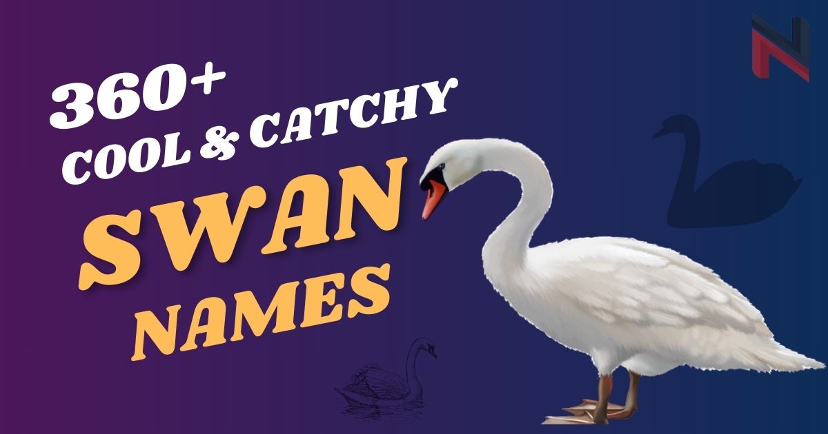 360+ Cool & Catchy Swan Names [Meaningful Ideas]