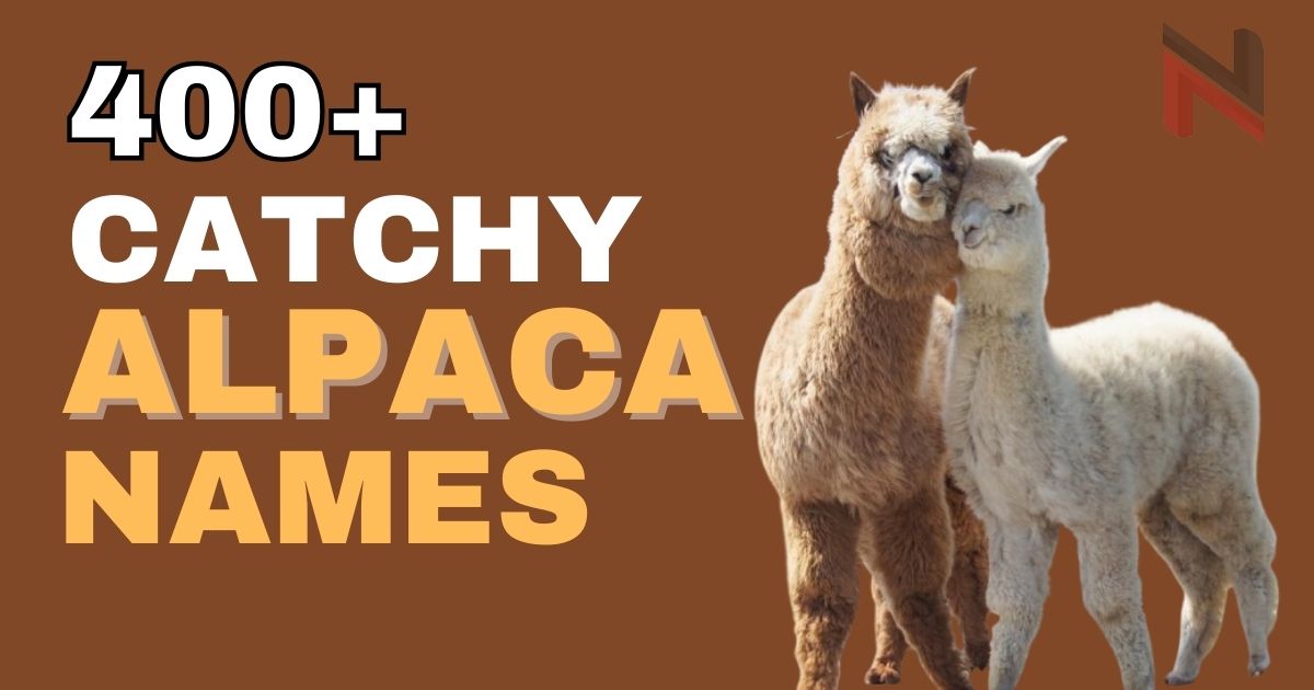 380+ Catchy Alpaca Names [Fun & Meaningful Ideas]