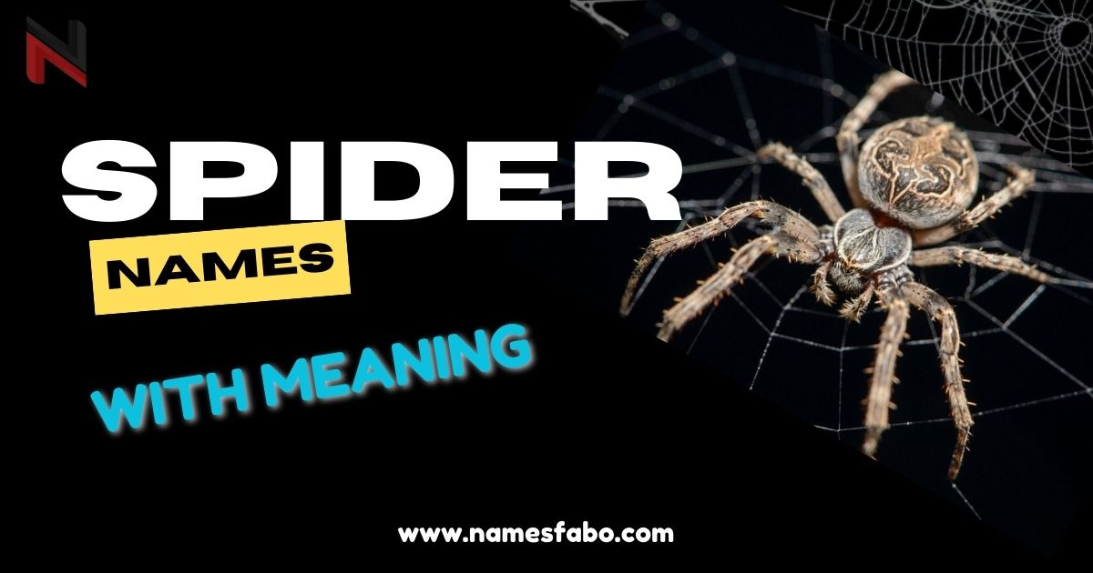 400+ Spider Names [Cool & Funny Ideas]