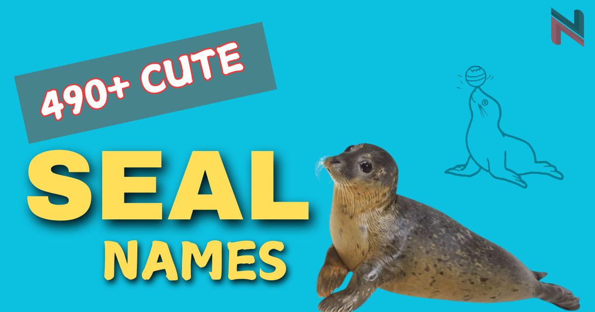 490+ Cute Seal Names [Fun & Meaningful Ideas]