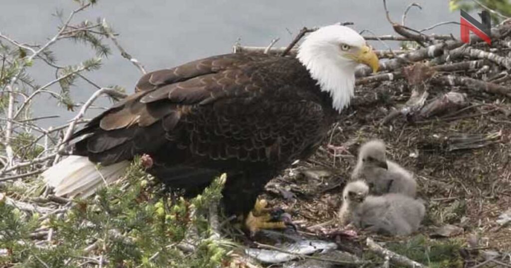 Baby Eagle Names