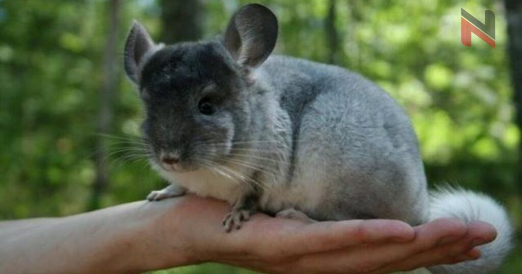 Badass Names for Chinchilla