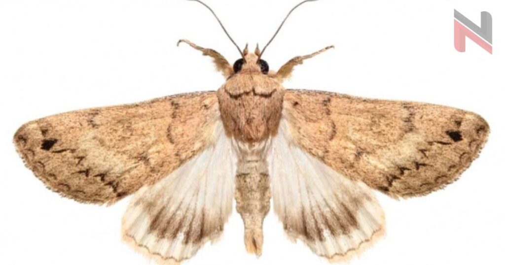 Badass Names for Moth