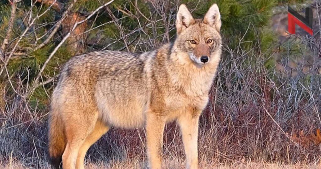 Best Coyote Names with Meaning