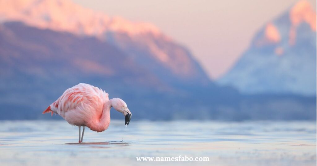 Best Flamingo Names with Meaning