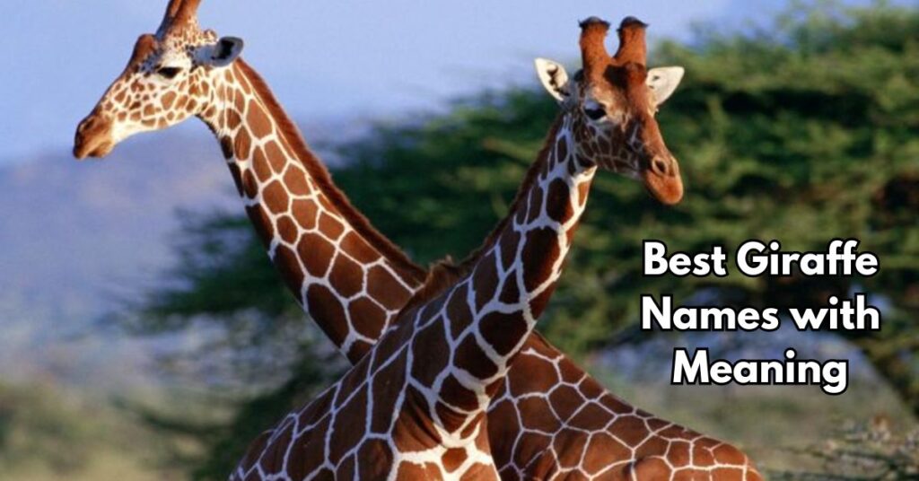 Best Giraffe Names with Meaning