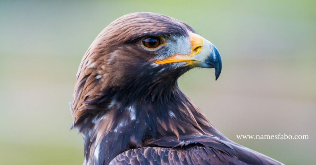 Best Hawk Name Ideas