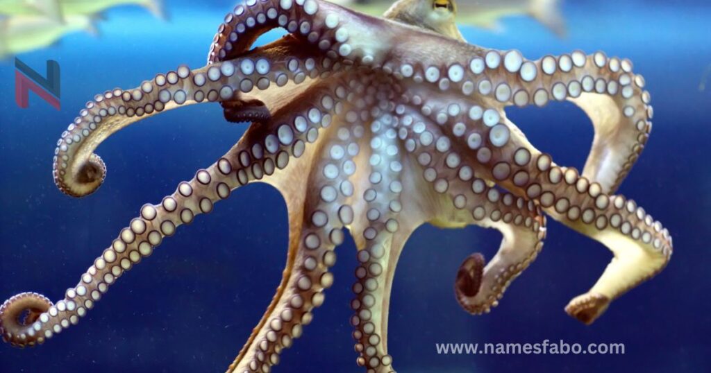 Best Octopus Names with Meanings