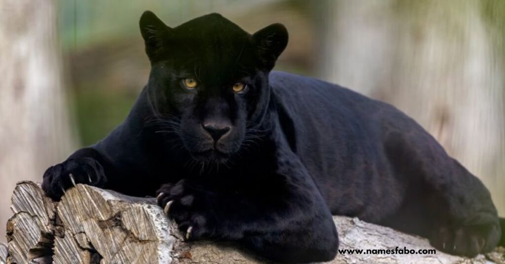 Best Panther Names with Meaning