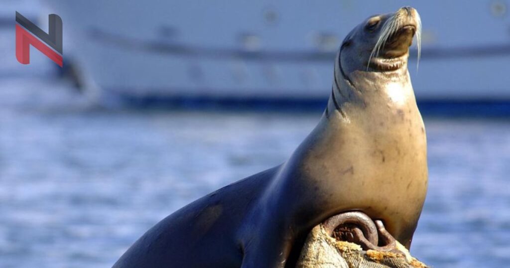 Best Seal Names with Meaning