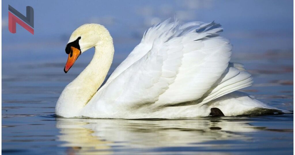 Best Swan Names With Meaning