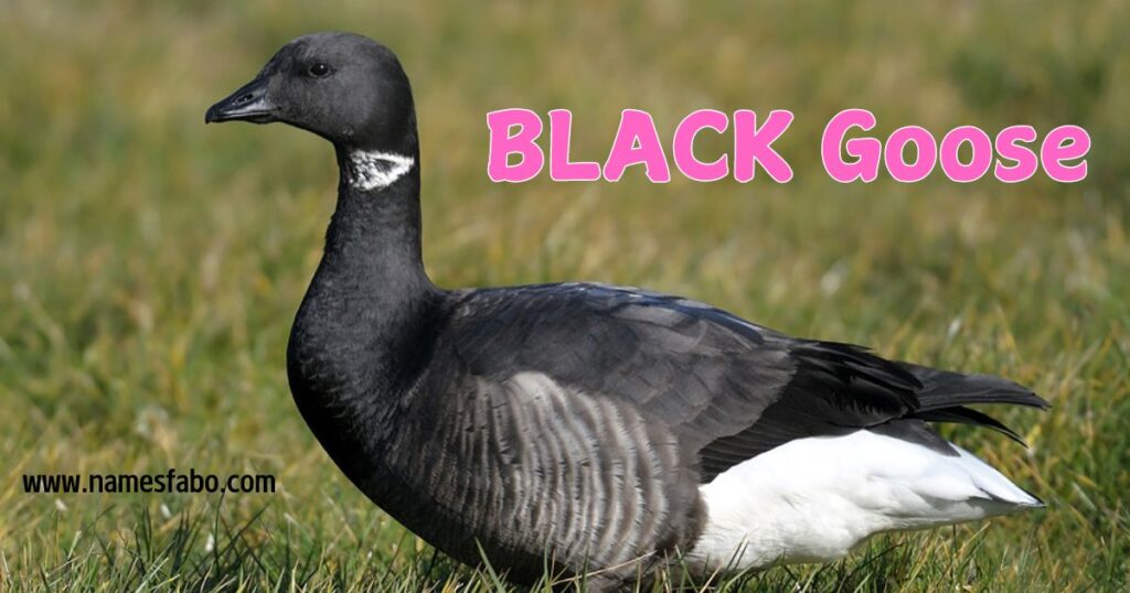 Black Goose Names