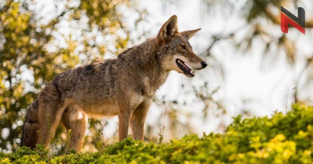 Boy Coyote Names