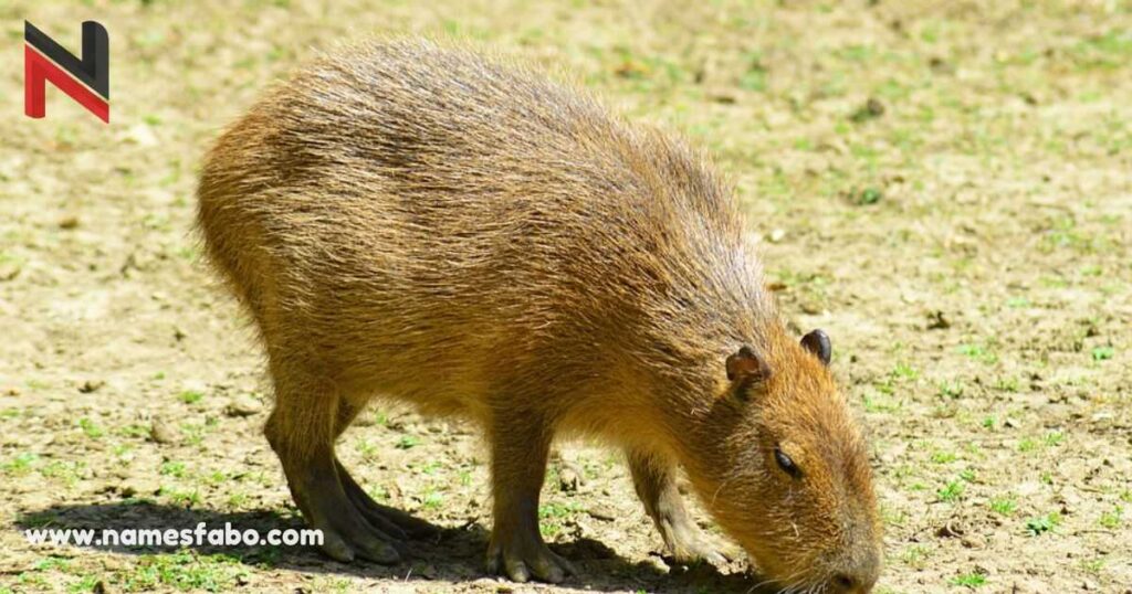 Capybara Male Names