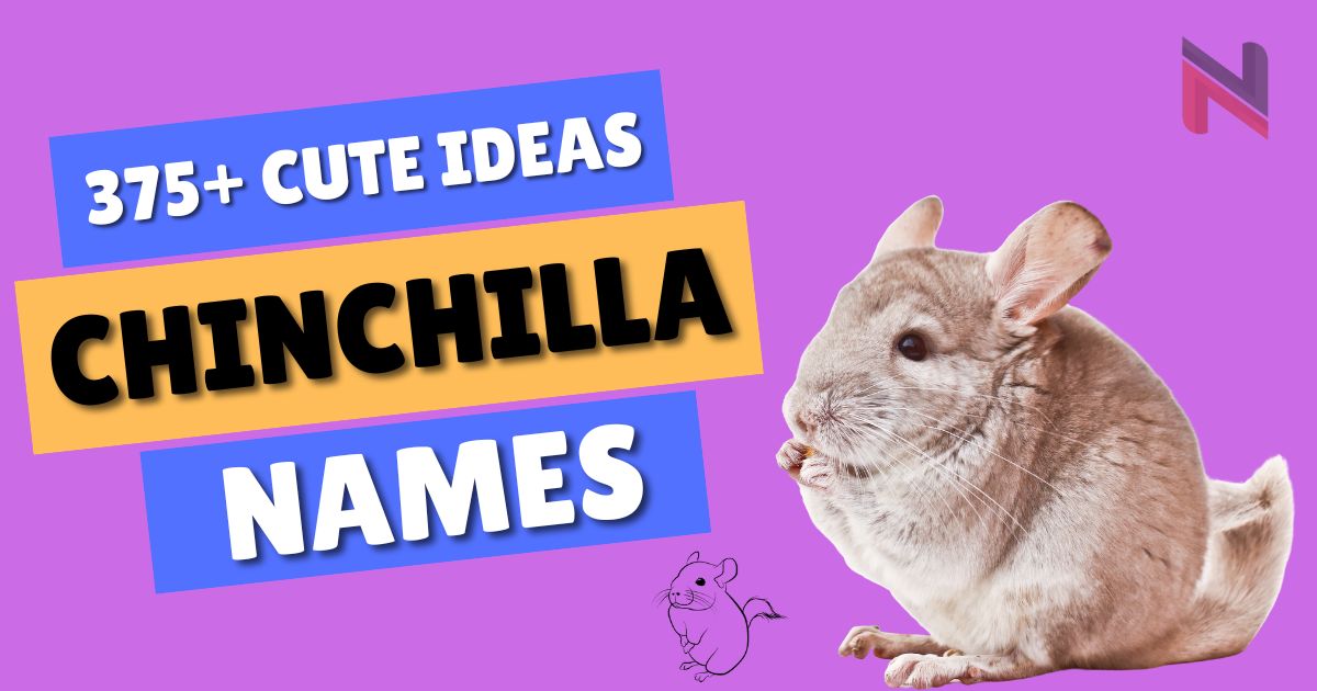 Chinchilla Names With Meanings [375+ Cute Ideas]