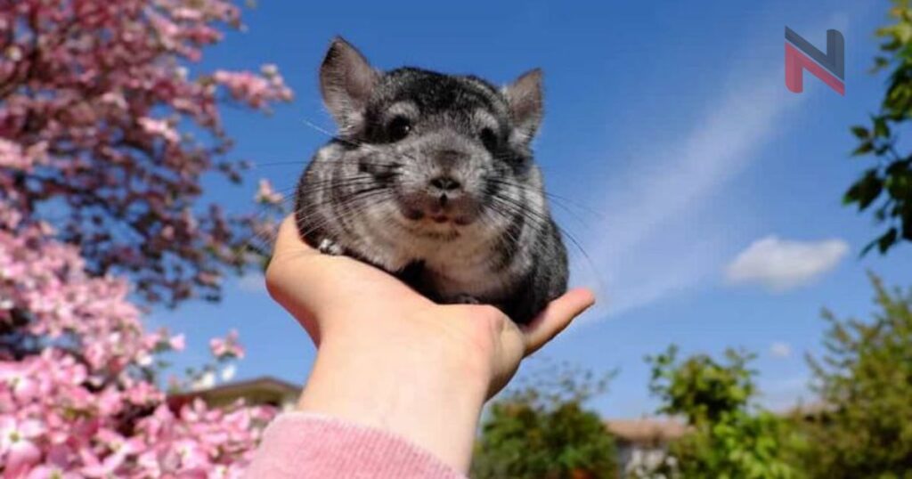 Cool Names for Chinchilla