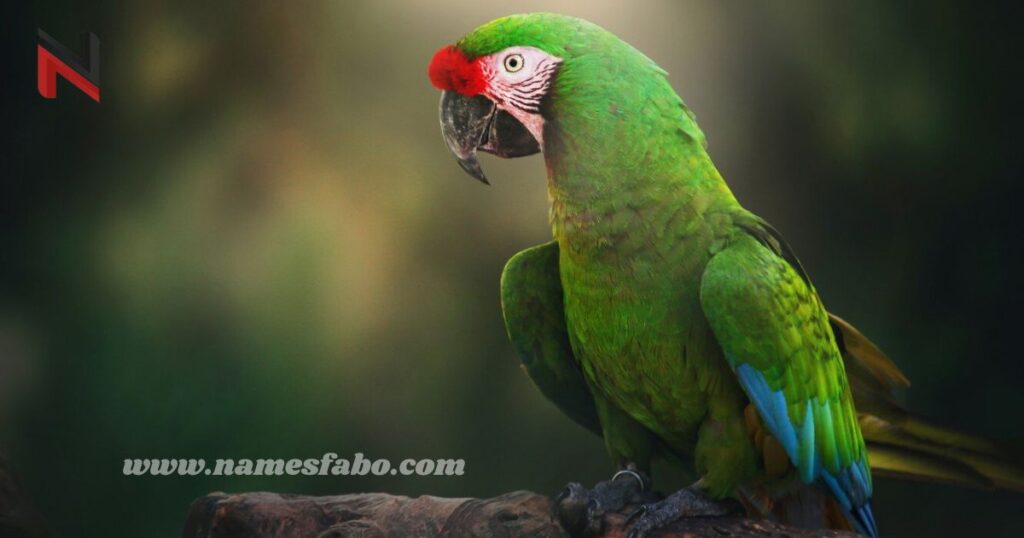 Cool Names for Parrots