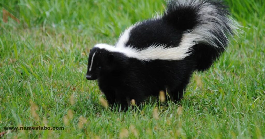 Cool Names for Skunk