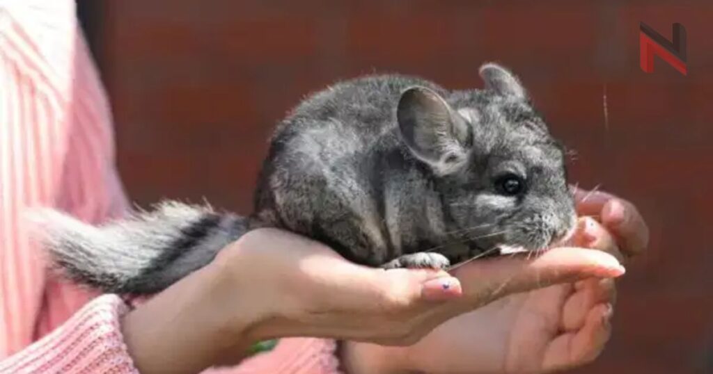 Cute Chinchilla Names With Meaning