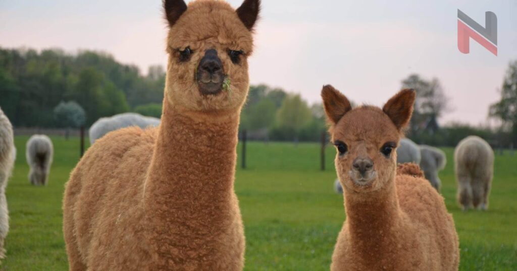 Cute Names for Alpacas