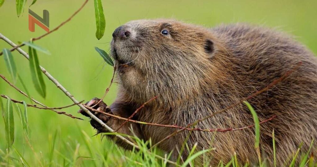 Cute Names for Beavers