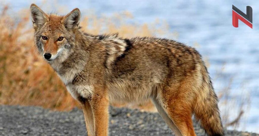 Cute Names for Coyote