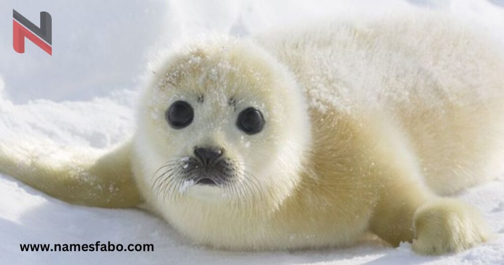 Cute Names for Seal