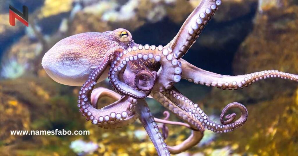 Cute Octopus Names