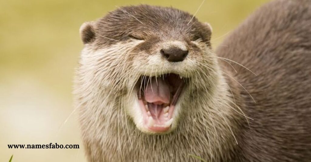 Cute Otter Names with Meaning