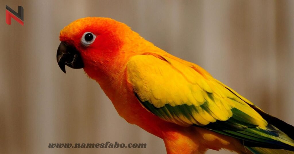 Cute Parrot Names