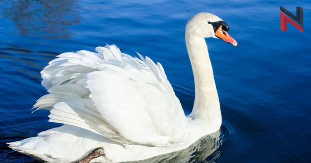 Cute Swan Names