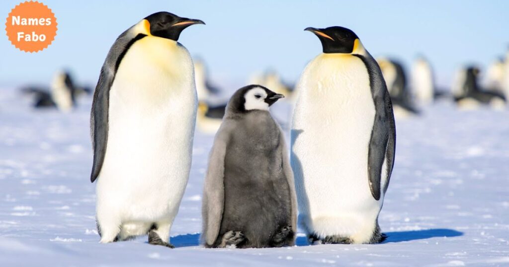 Emperor Penguin Names