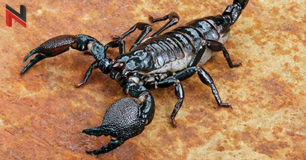 Emperor Scorpion Names