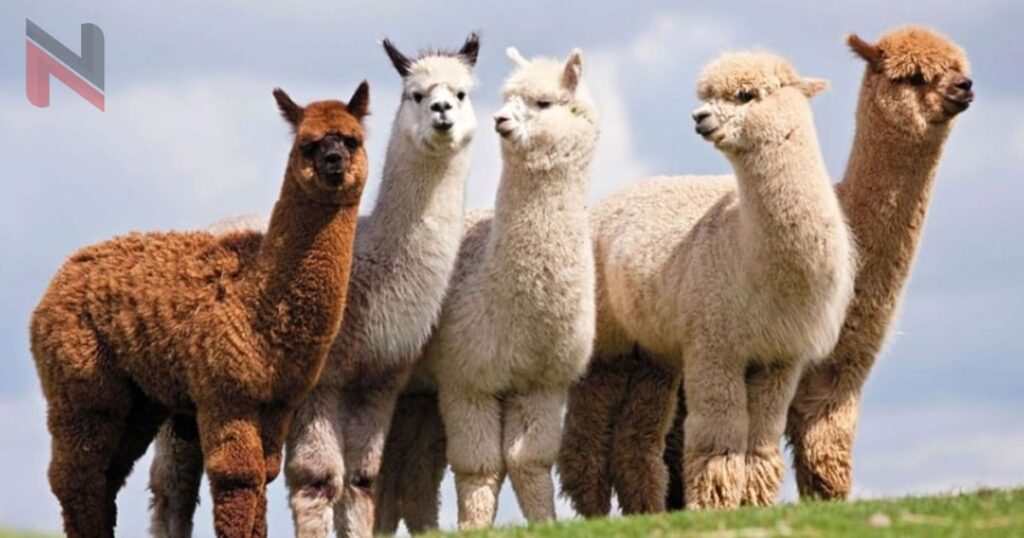 Famous Alpaca Names with Origin