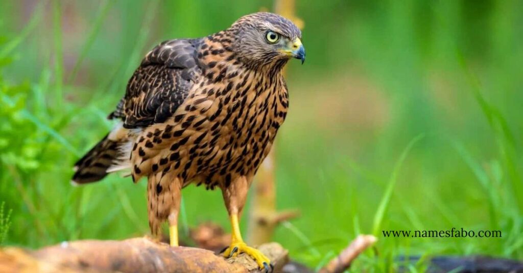 Famous Hawk Names with Origin