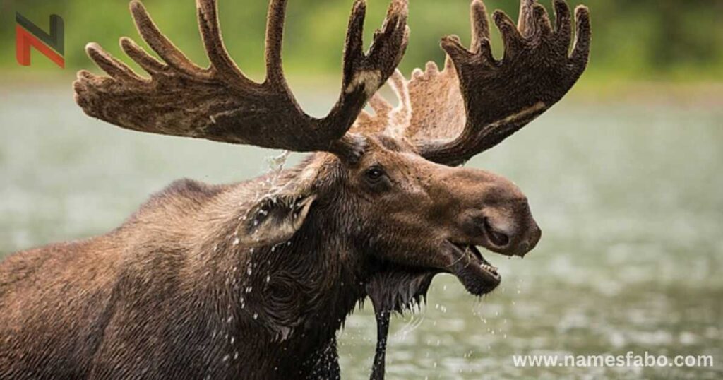 Famous Moose Names