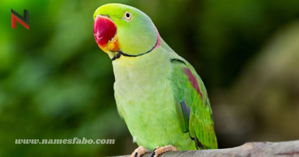 Famous Parrot Names