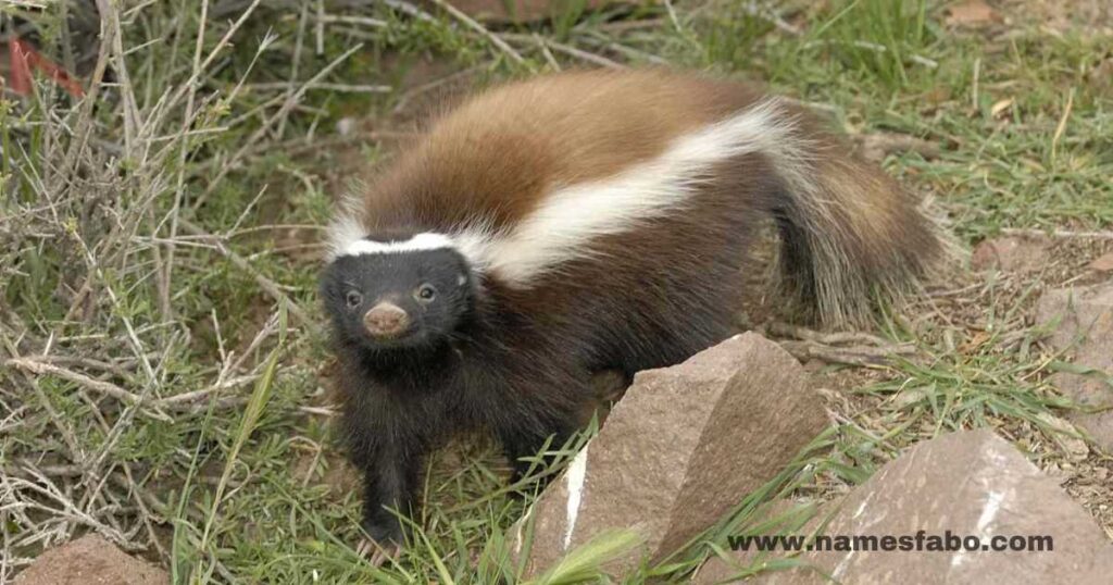 Famous Skunk Names with Origins 