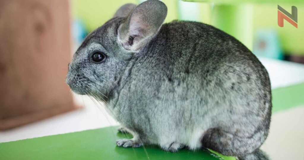 Female Chinchilla Names