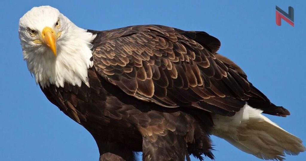 Female Eagle Names