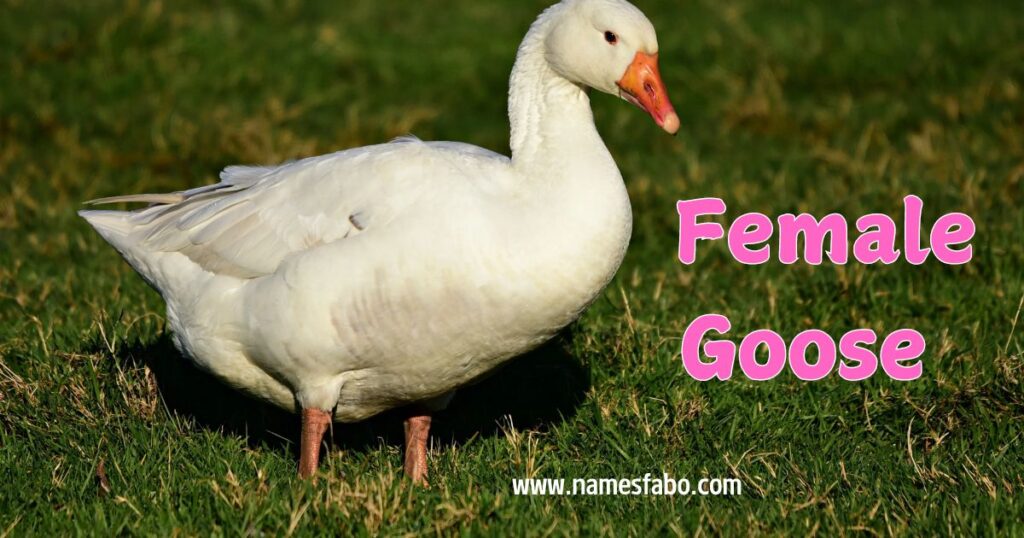 Female Goose Names With Meaning