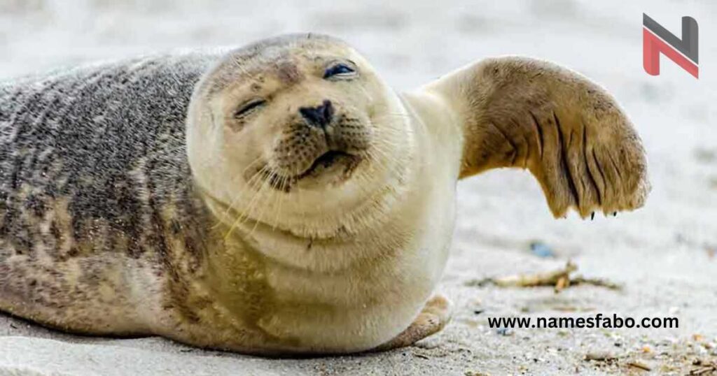 Female Seal Namess