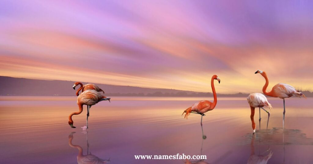 Flamingo Girl Names